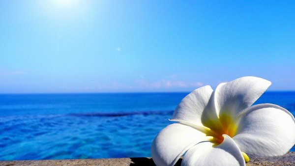 Пляж с красивыми цветами