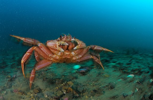 Краб волосатик Баренцево море