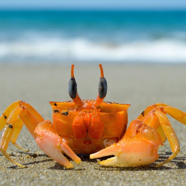 Панцирь краба