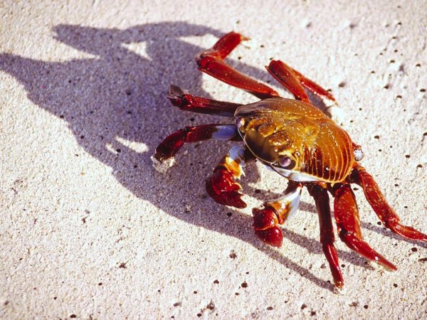 Лягушачий краб