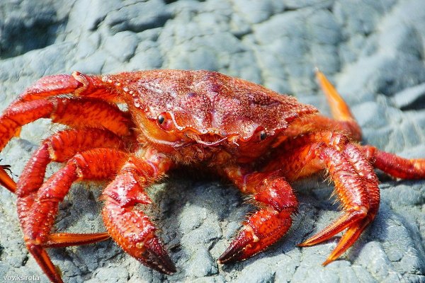 Маленький краб