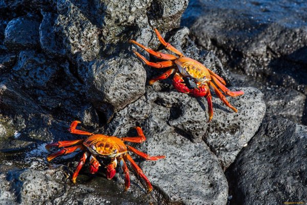 Красный рифовый краб