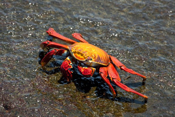 Красный Галапагосский краб
