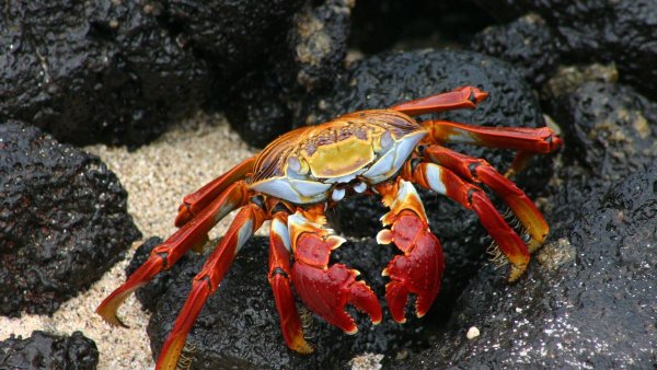 Мадагаскарский краб