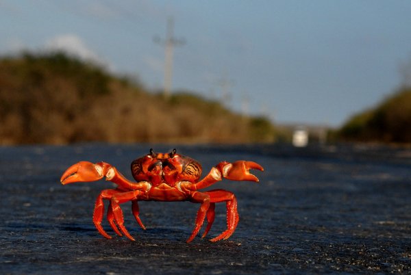 Морской краб