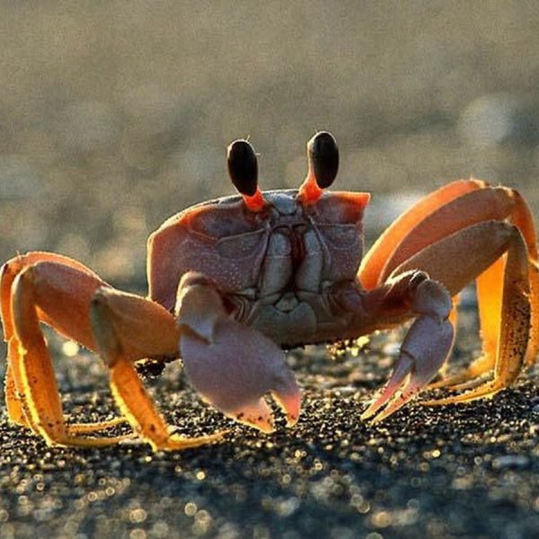 Дальневосточный морской заповедник краб