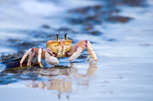 Краб на песке