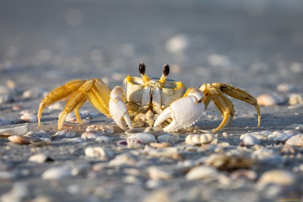 Краб раскраска для детей