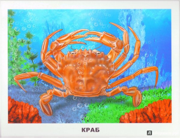 Grapsus Grapsus краб