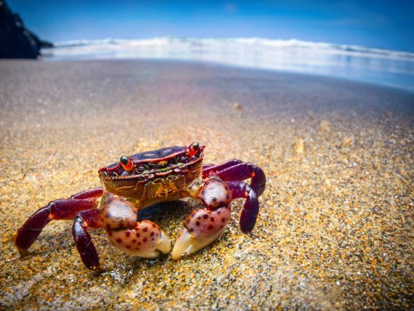 Краснокорый краб