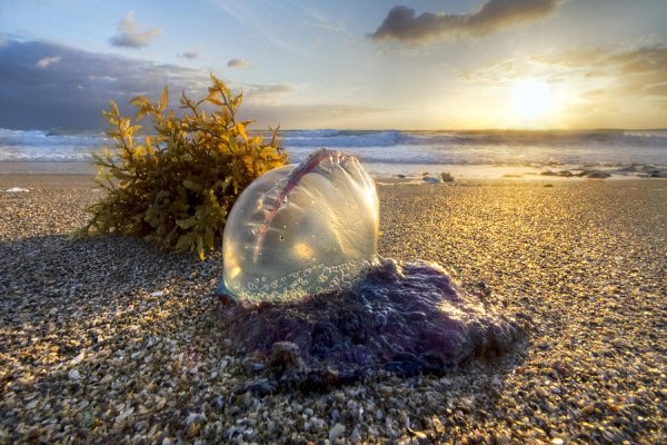 Жемчужина на берегу моря