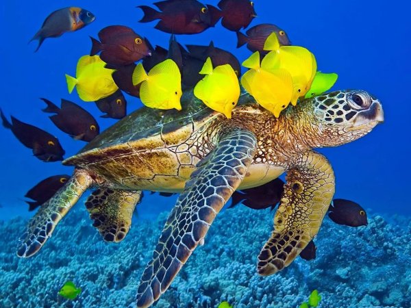 Подводный мир