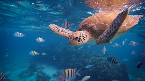 Обитатели моря для детей