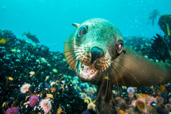 Жители морей и океанов для детей