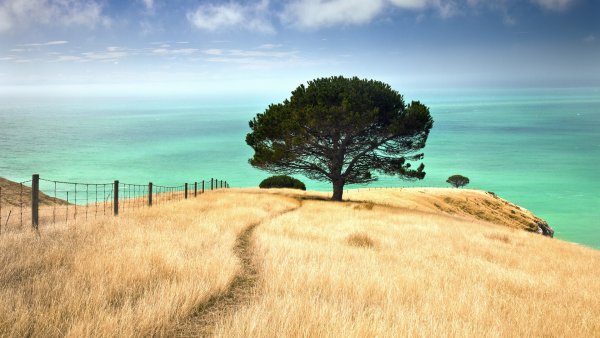 Пейзаж дерево море