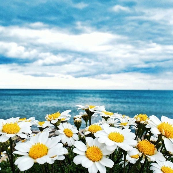 Море ромашек