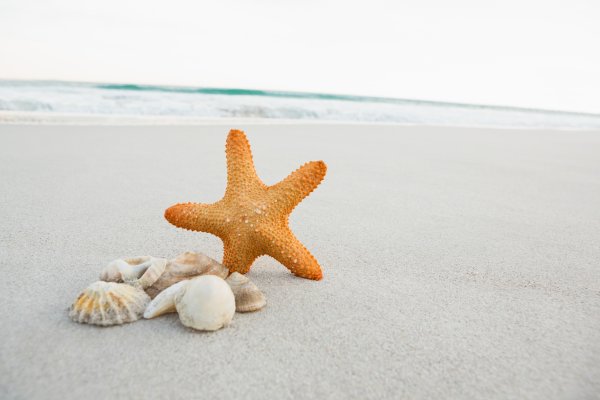 Море пляж морская звезда