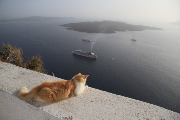 Кот на море