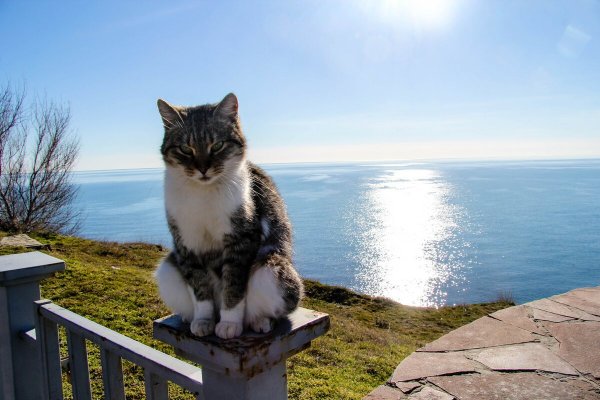Кот на море