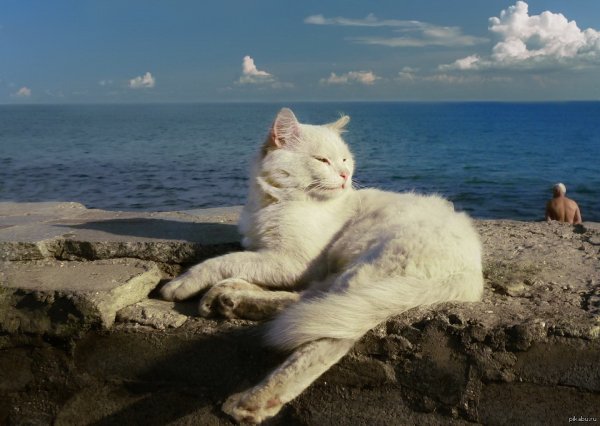 Кот на берегу моря