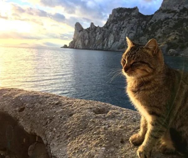 Кошка на рассвете