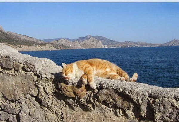 Кошка отдыхает