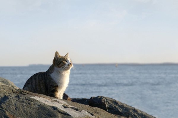 Кот на берегу моря