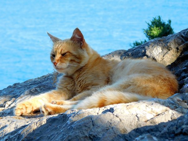 Крым, море, коты