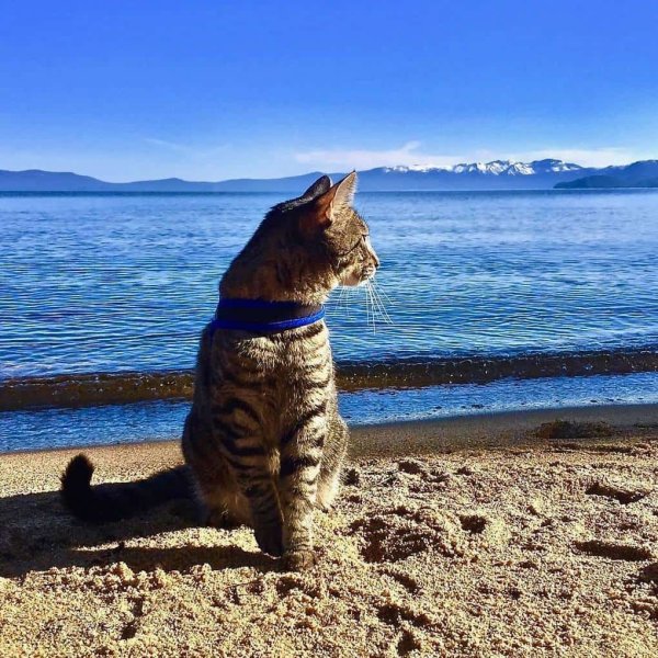 Рыжий кот на море