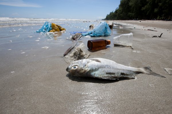 Great Pacific Garbage Patch