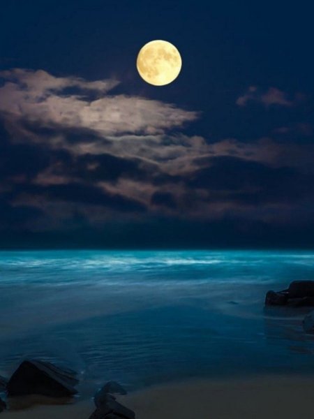 Лунная ночь