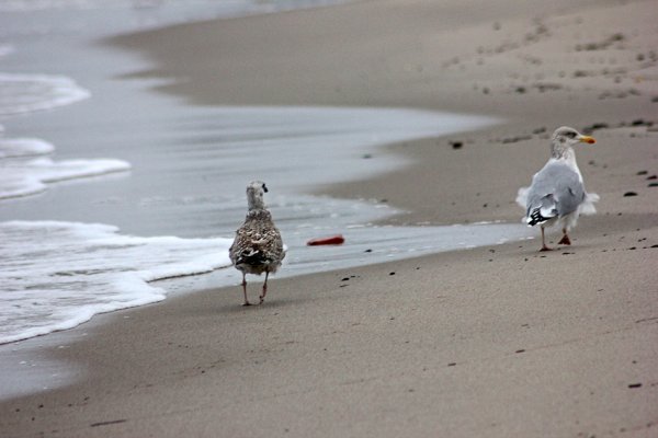 Натали певица ветер с моря дул