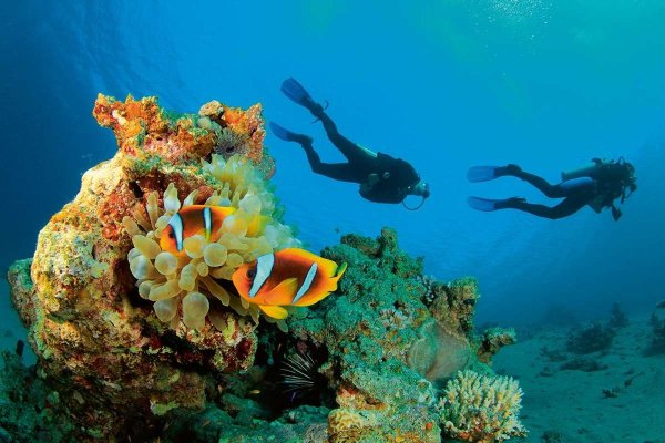 Марса Алам дайвинг