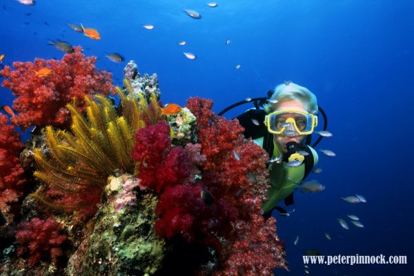 Акаба коралловый риф