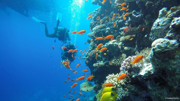 Дайвинг в Египте Хургада