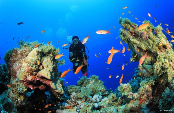 Дайвинг Шарм-Эль-Шейх