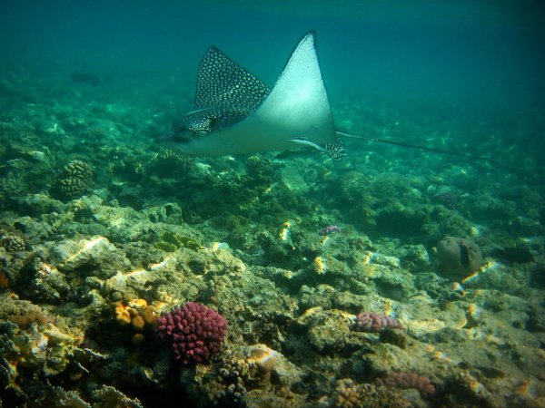 Скат красное море Эйлат