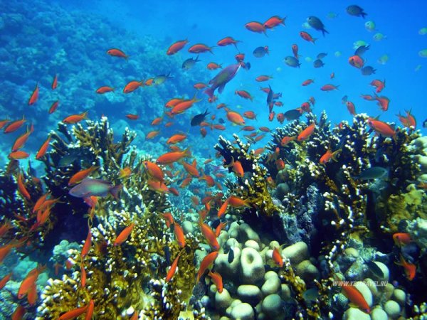 Подводный мир Египта Шарм-Эль-Шейх красное море. Хургада