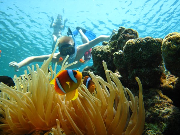 Снорклинг Шарм Эль Шейх