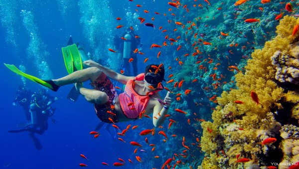 Подводный мир Египта Шарм-Эль-Шейх