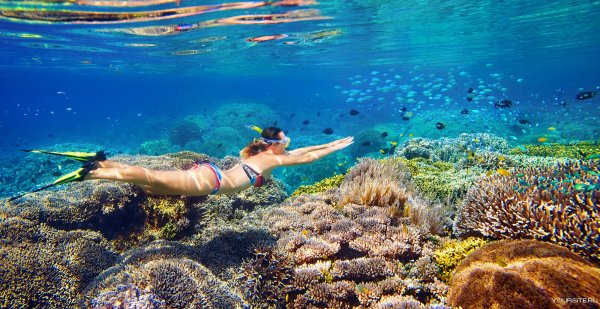 Жак Ив Кусто большой Барьерный риф