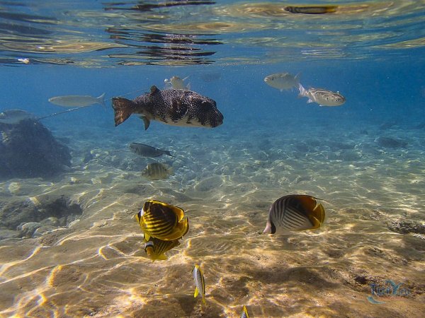 Коралловый риф снорклинг