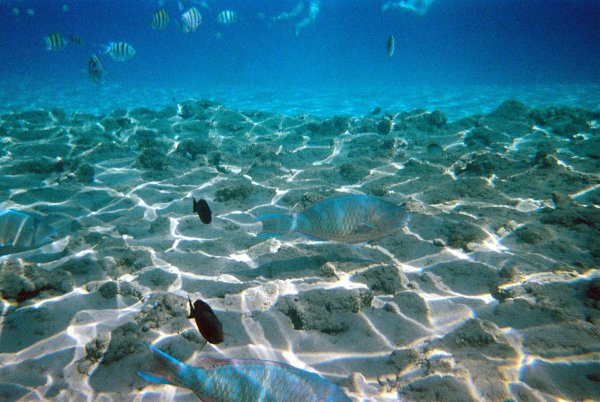 Шарм-Эль-Шейх подводный мир красное море