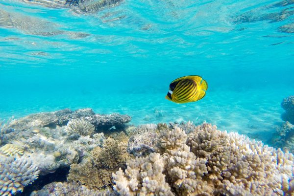 Снорклинг Шарм Эль Шейх