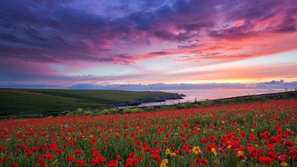 Бахчисарай маковые поля