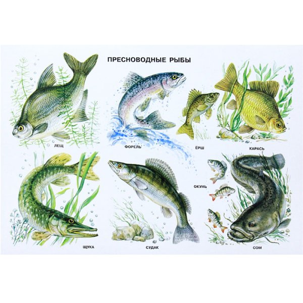 Пресноводные рыбы Нищева