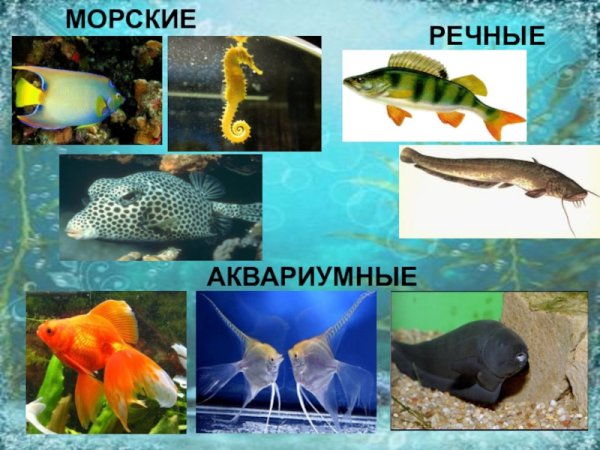 Аквариумные и речные рыбы