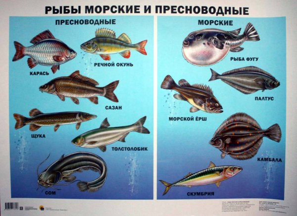 Рыбы речные и морские с названиями