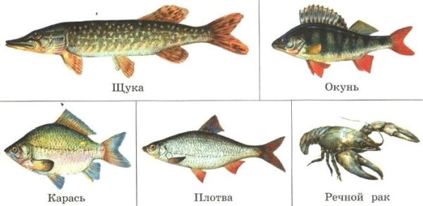 Подводные обитатели для детей