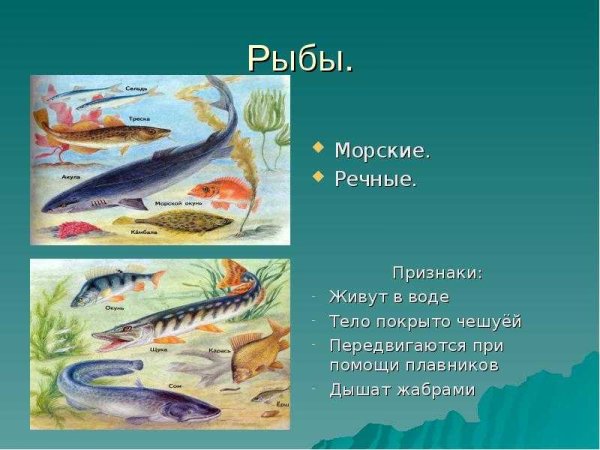 Обитатели морей и океанов для детей